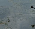 Donau bei Joshofen